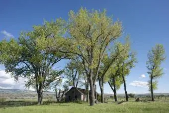 Cottonwood Çiftliği