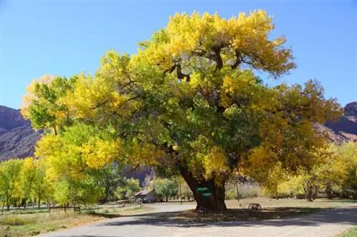 Cottonwood Trees