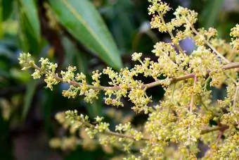 Mango og blomster