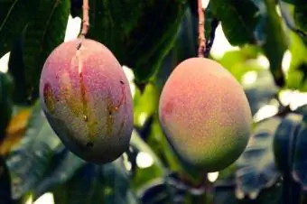 Indian type mangoes