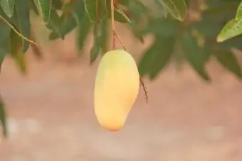 Mango van het Indochinese type