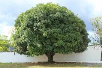 Gran arbre de mango