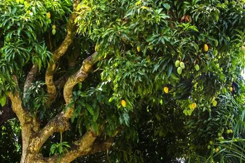 Cultivando árboles de mango