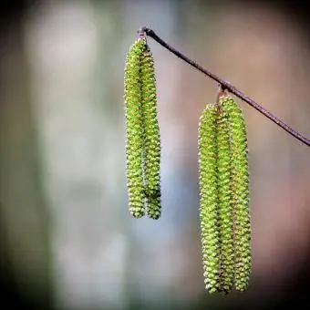 mga catkins