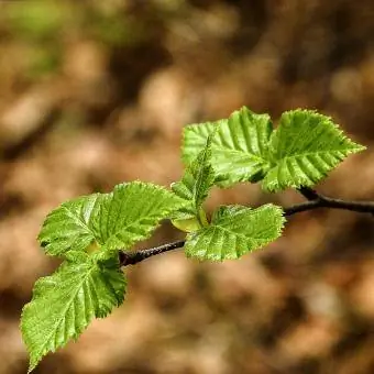 hojas de abedul