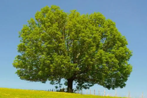 Tipus d'arbres de freixe, identificació, usos i mal alties