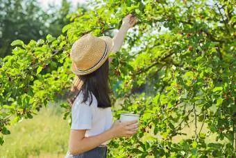 Gadis memanen buah beri di cangkir pohon murbei