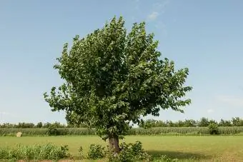 Morušový strom na vidieku