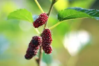 Плодовете на черницата, известни още като Morus rubra за червения вид