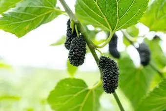 Black Mulberry