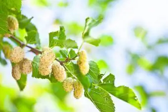 Le mûrier blanc pousse sur un arbre