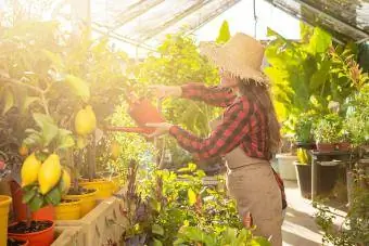 Donna che innaffia i limoni