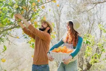 Двойка бере органични лимони от дърво
