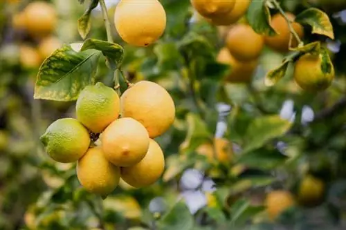 Kujdesi për pemën e limonit: Udhëzues për rritjen e jashtme dhe të brendshme