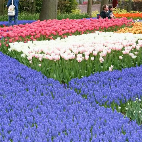 Typer av blå blommor