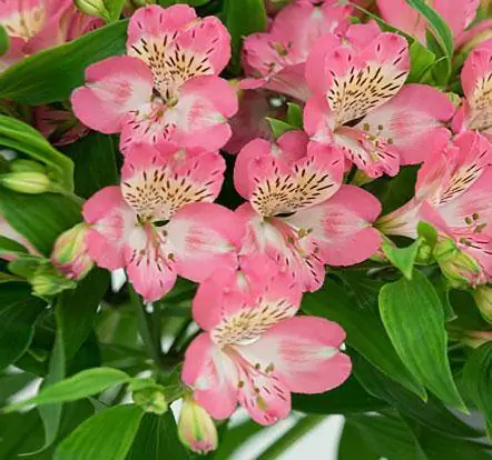 Výsadba a pěstování květin Alstroemeria