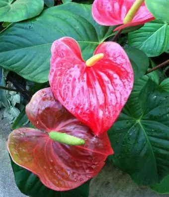 Anthurium merah