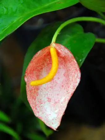 Anthurium sherzerianum