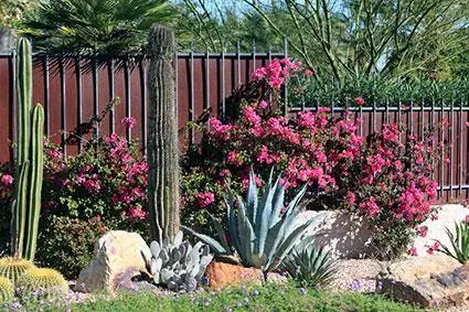 Desert Landscape Designs