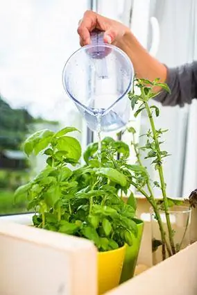آبیاری گیاهان آشپزخانه