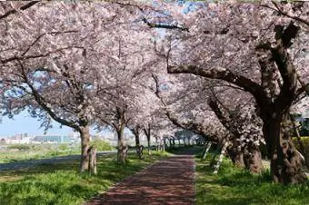 Mti wa Cherry Blossom