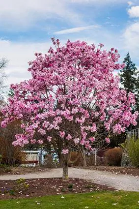 Drvo magnolije