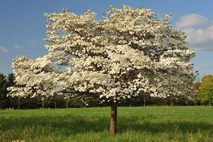 10 populære blomstrende træer