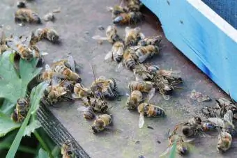abejas muertas