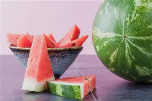 Dyrkning af vandmelon: Nem guide til en sød høst