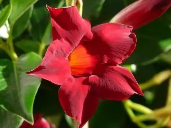 mandevilla merah