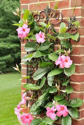 mandevilla en enrejado