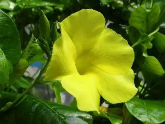 mandevilla-bloem