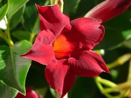 Tumbuhan Mandevilla