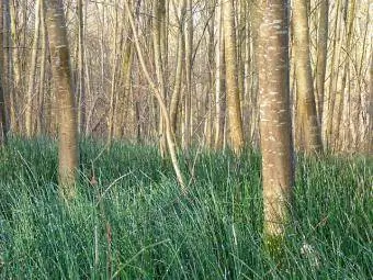 perdestert in natuurlike omgewing