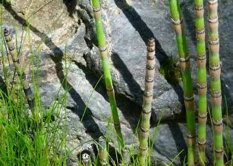 horsetail stalks