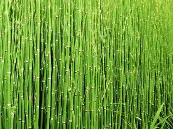 horsetail hedge