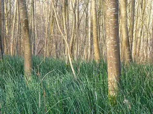 Cultivarea plantelor de coada-calului