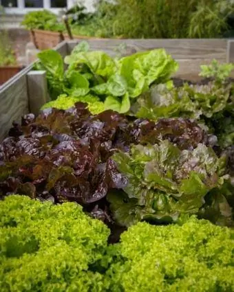 saláta ültetés