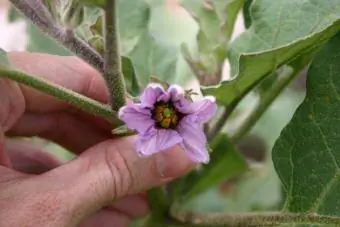 lilla aubergineblomst