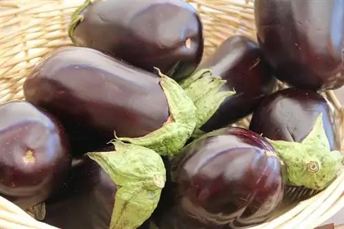 Hvordan dyrke aubergine