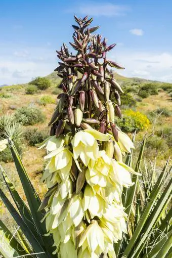 Txiv tsawb yucca (Yucca baccata) blooming nyob rau hauv Arizona suab puam