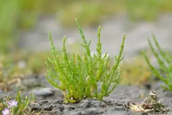 Wort kaca biasa (Salicornia europaea)