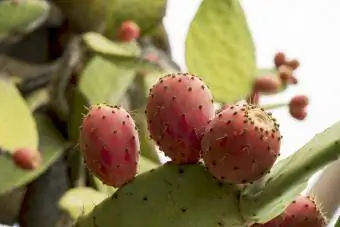 Cactus et figue de Barbarie