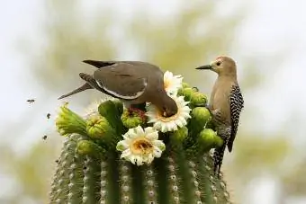 Ocells i abelles del desert menjant flors de cactus