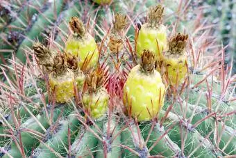 Ferocactus Wislizeni Cactus katika Bloom