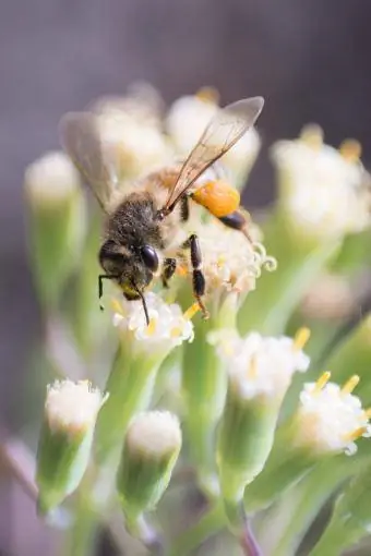 Parmak ucu etli bir bitkinin beyaz çiçeğindeki arı