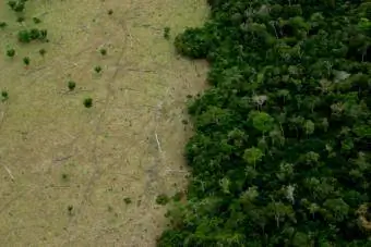 Amazon Deforestation