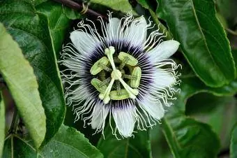 passiflora