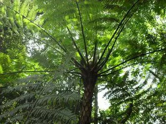 Tasmánská stromová kapradina