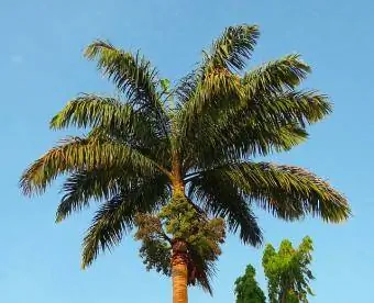 королевская пальма